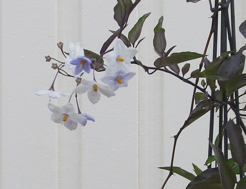 f:id:atarou:20191009065957j:plain f:id:atarou:20191009065957j:plain