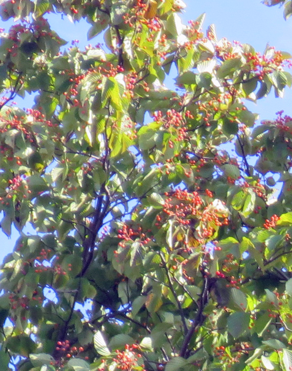 f:id:atarou:20191010064659j:plain f:id:atarou:20191010064659j:plain