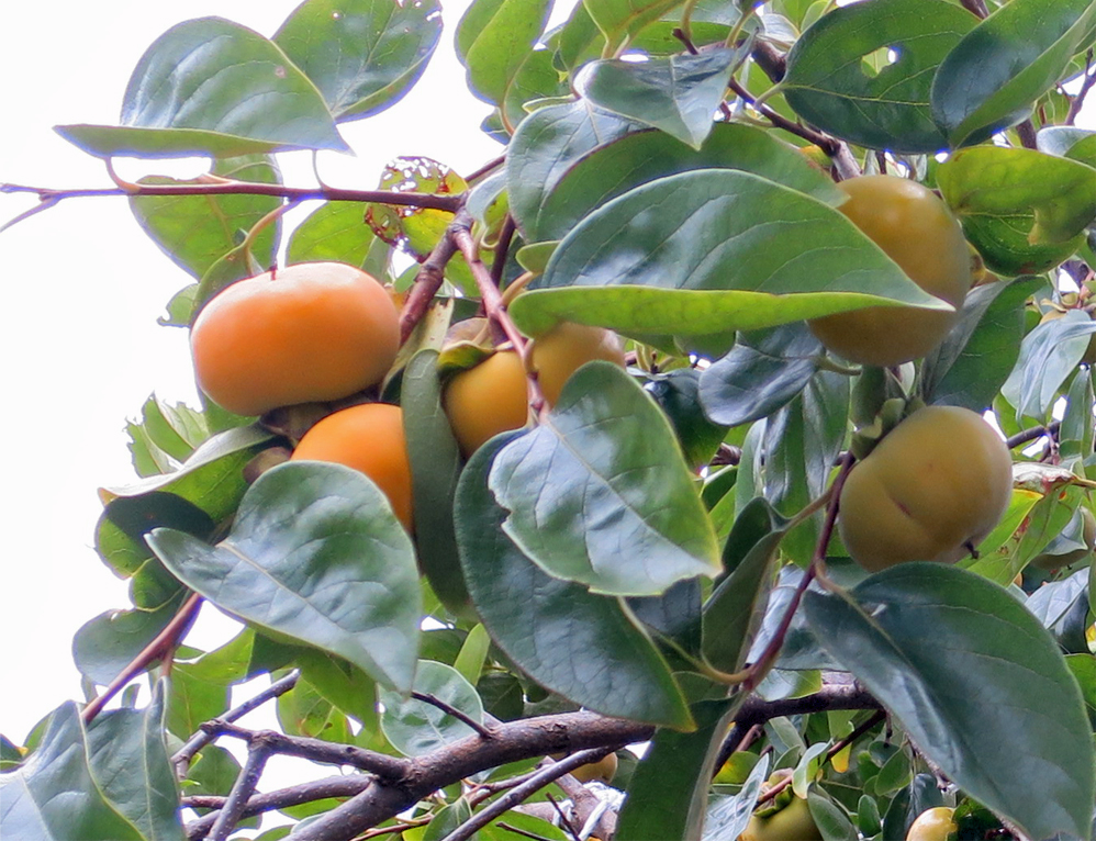 f:id:atarou:20191013070448j:plain