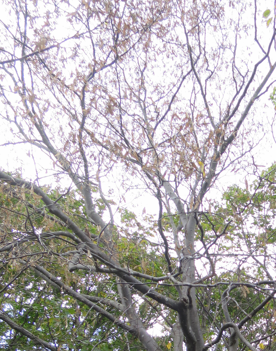 f:id:atarou:20191014065657j:plain