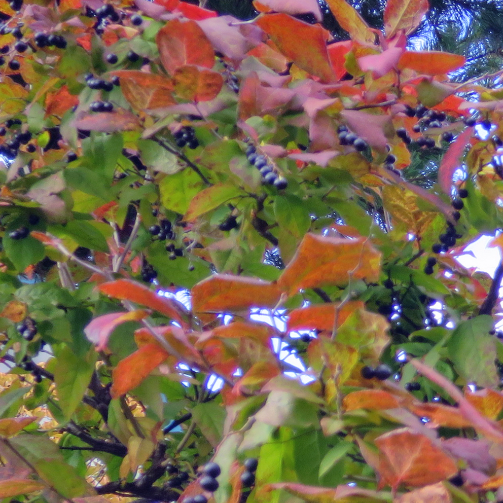 f:id:atarou:20191014070137j:plain