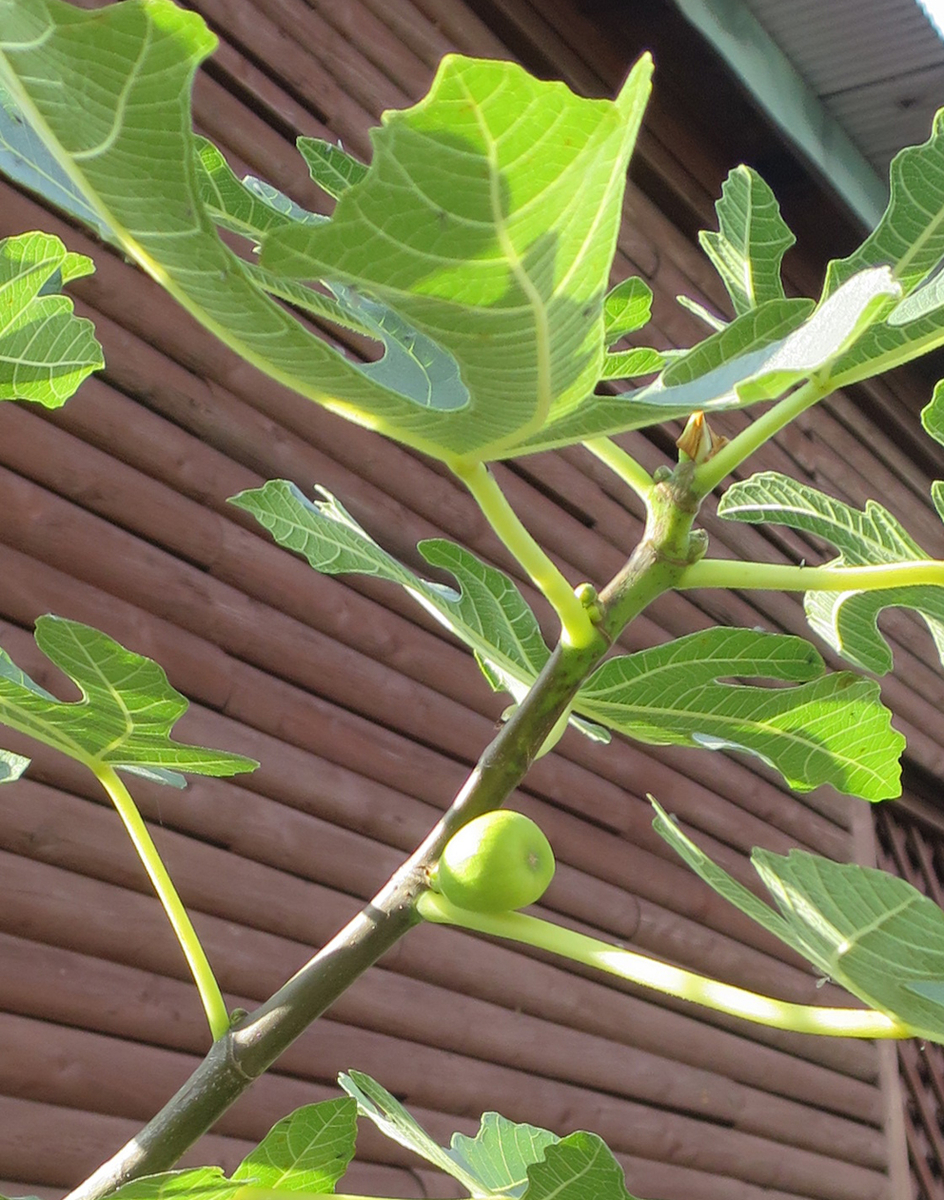 f:id:atarou:20191015065303j:plain