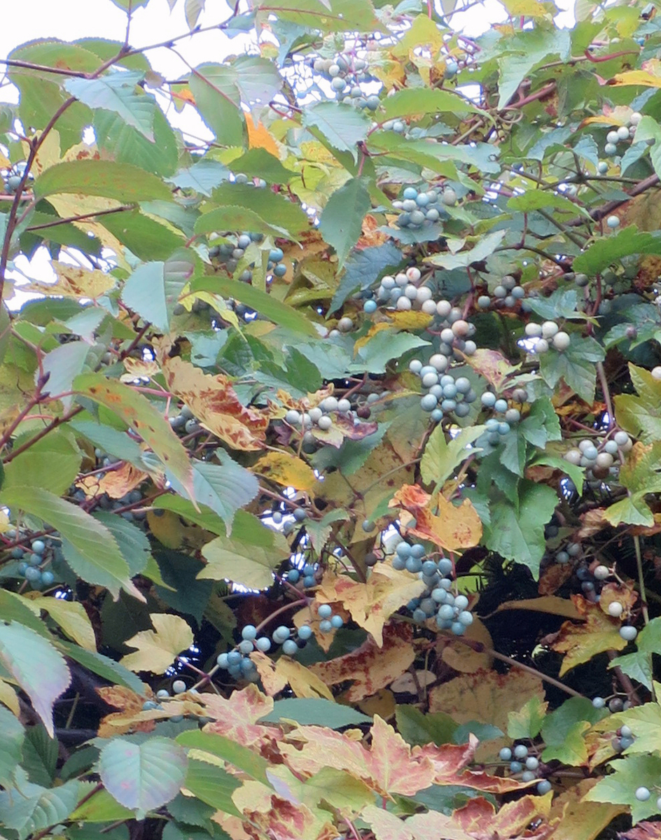 f:id:atarou:20191017070706j:plain