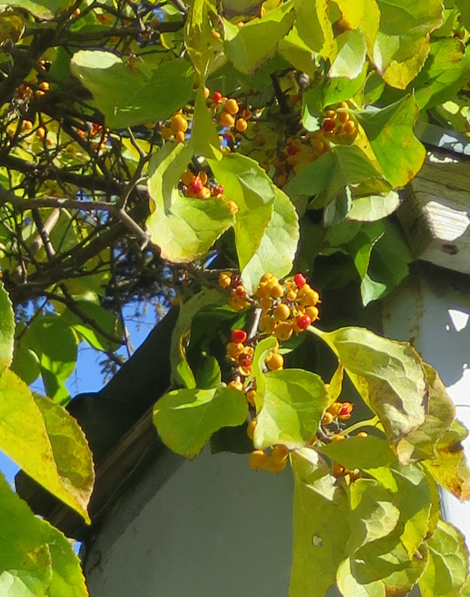 f:id:atarou:20191019083656j:plain
