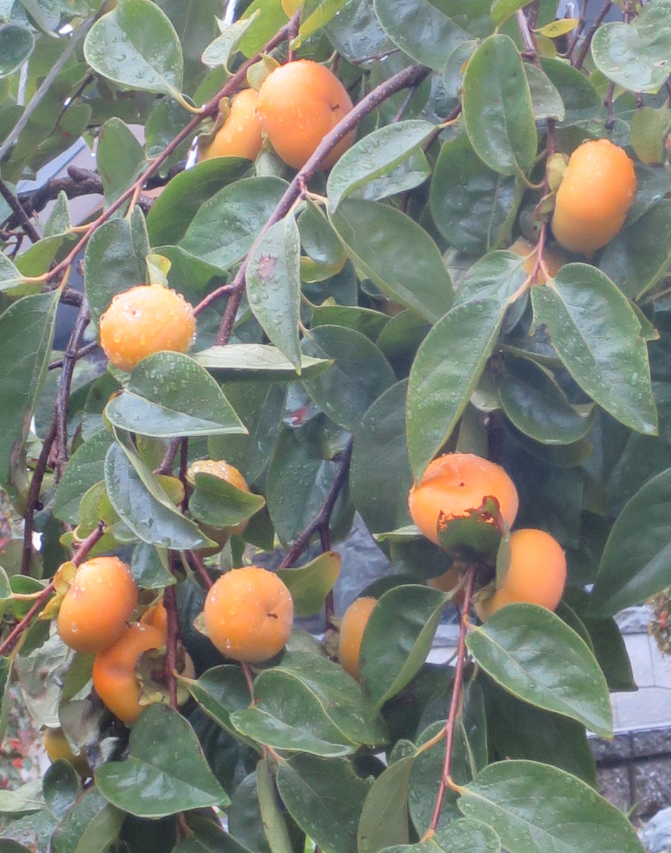f:id:atarou:20191020065439j:plain
