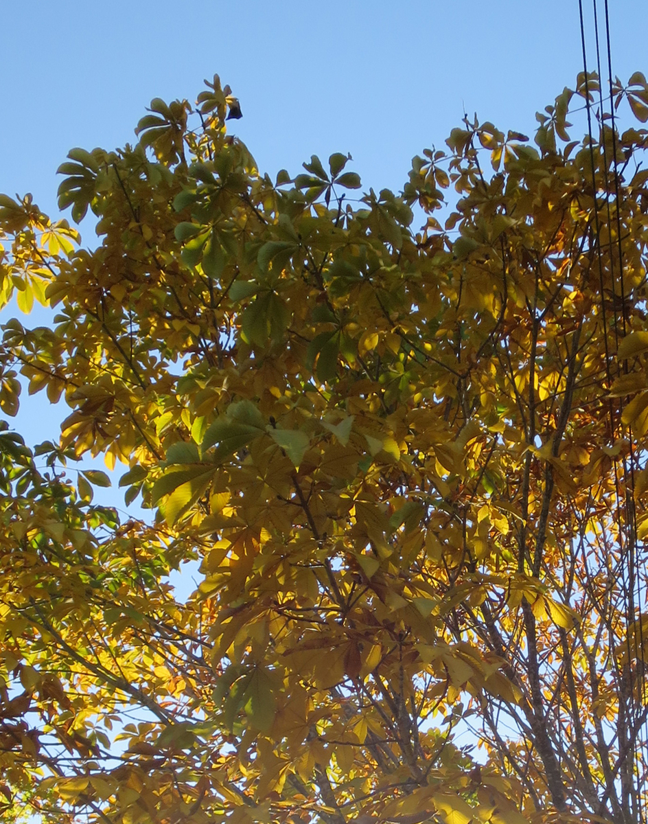 f:id:atarou:20191021065003j:plain