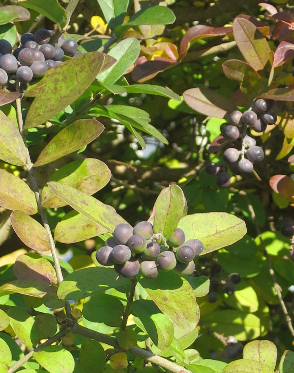 f:id:atarou:20191022065300j:plain