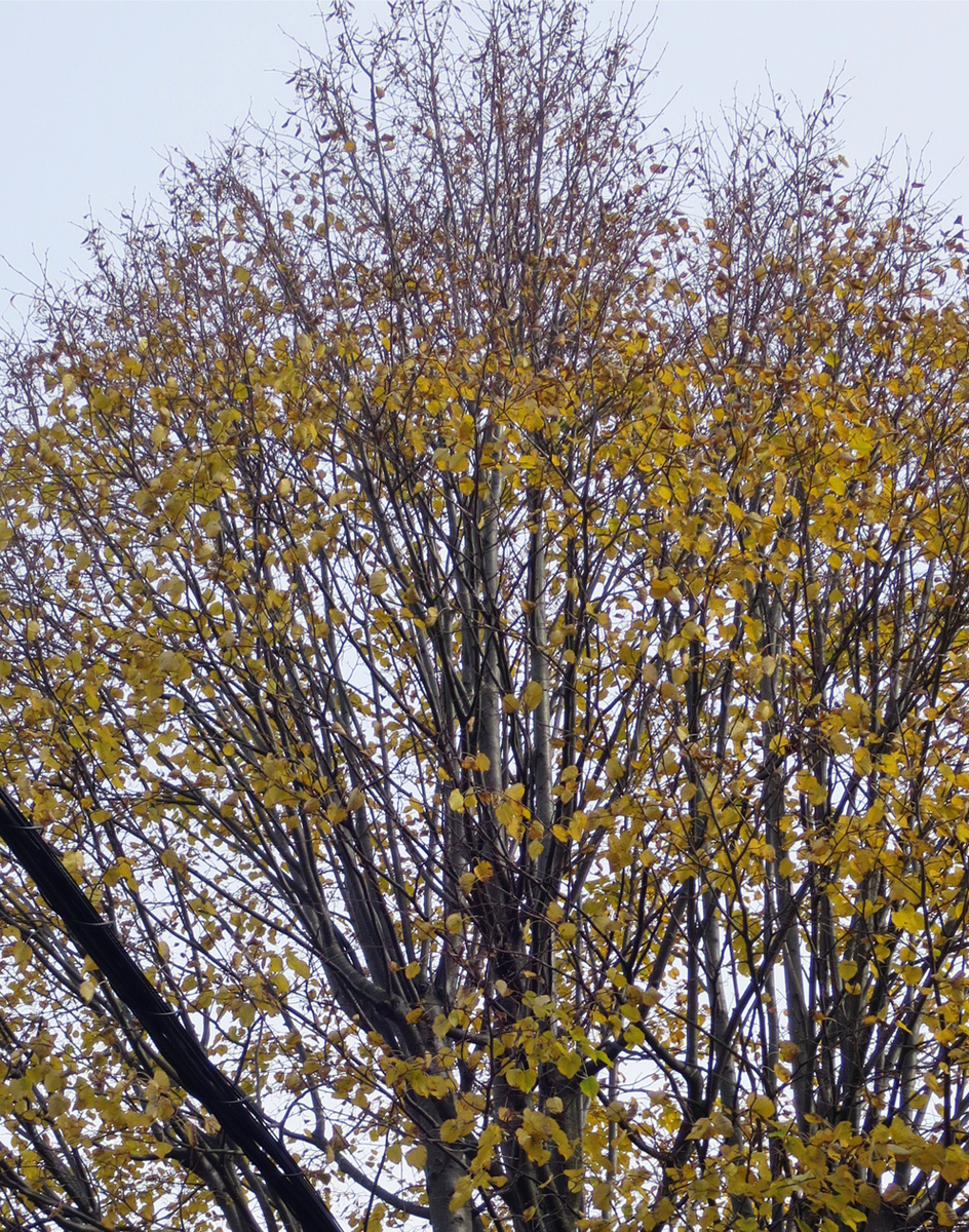 f:id:atarou:20191025063305j:plain f:id:atarou:20191025063305j:plain