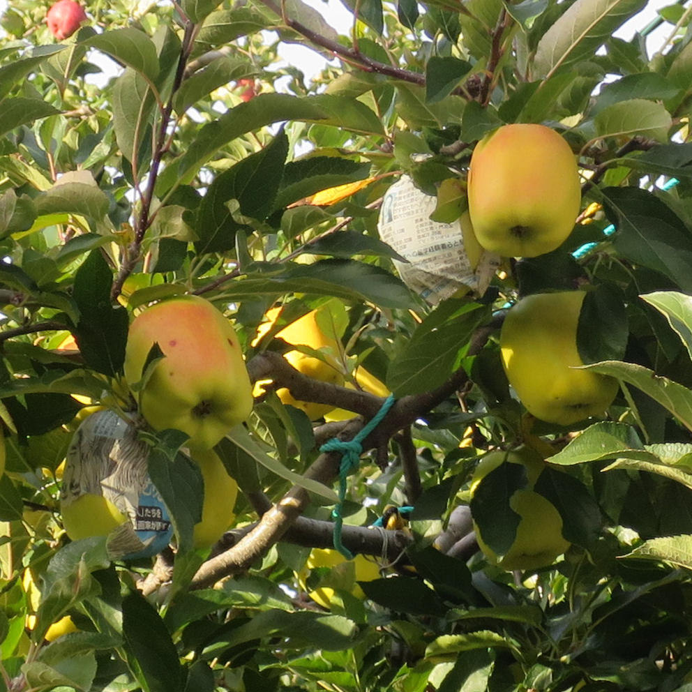 f:id:atarou:20191025070231j:plain f:id:atarou:20191025070231j:plain