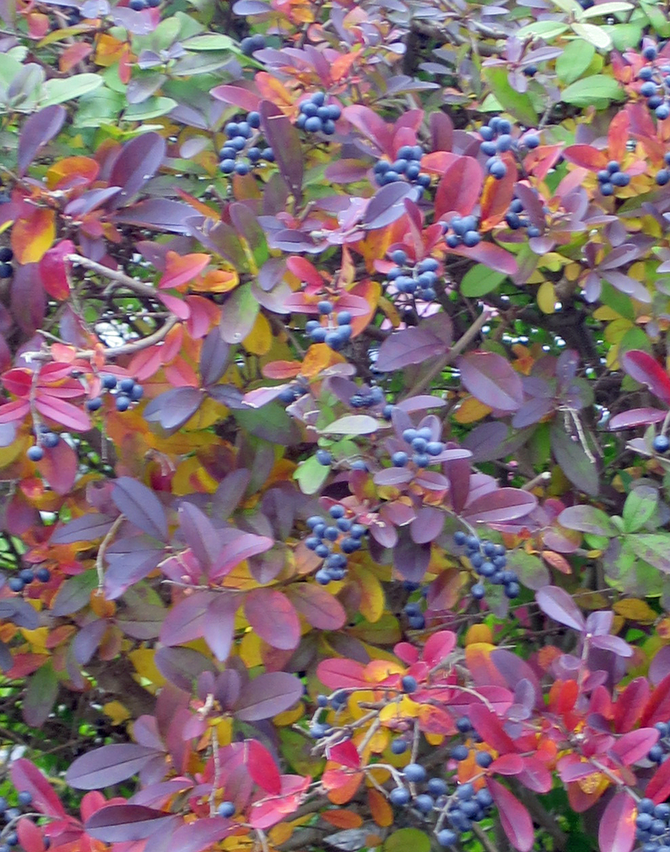 f:id:atarou:20191026091508j:plain