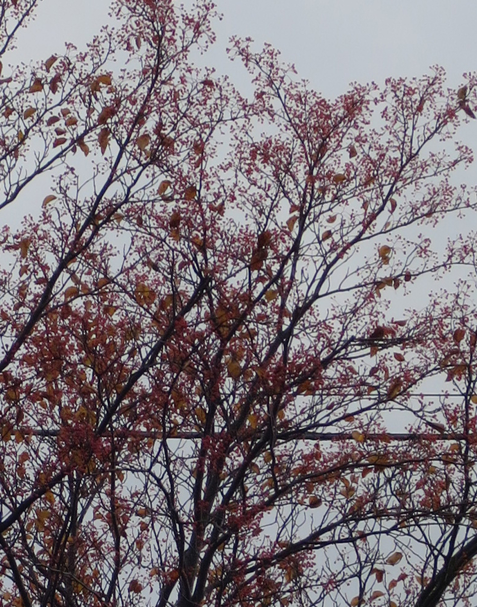 f:id:atarou:20191031065247j:plain