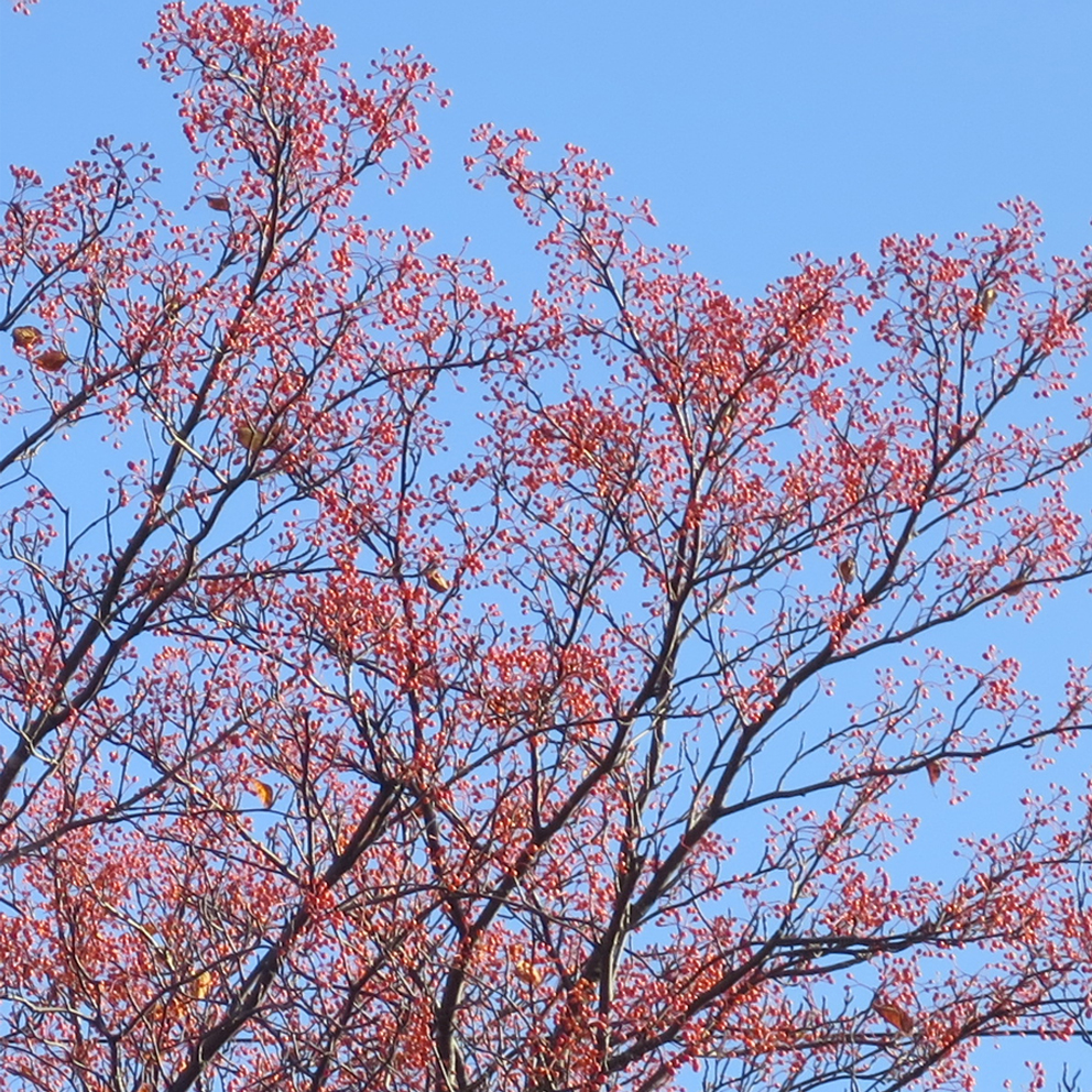 f:id:atarou:20191103065433j:plain