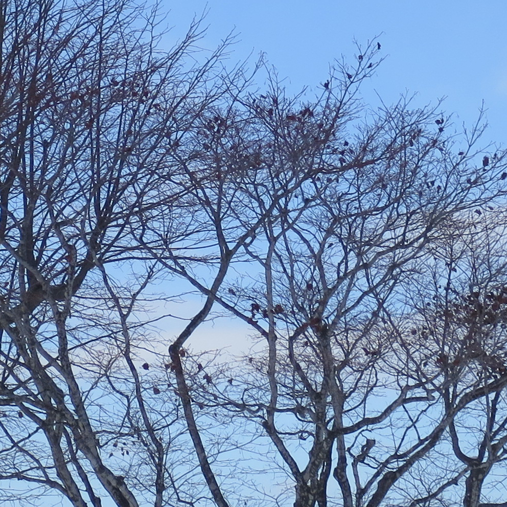 f:id:atarou:20200115064214j:plain