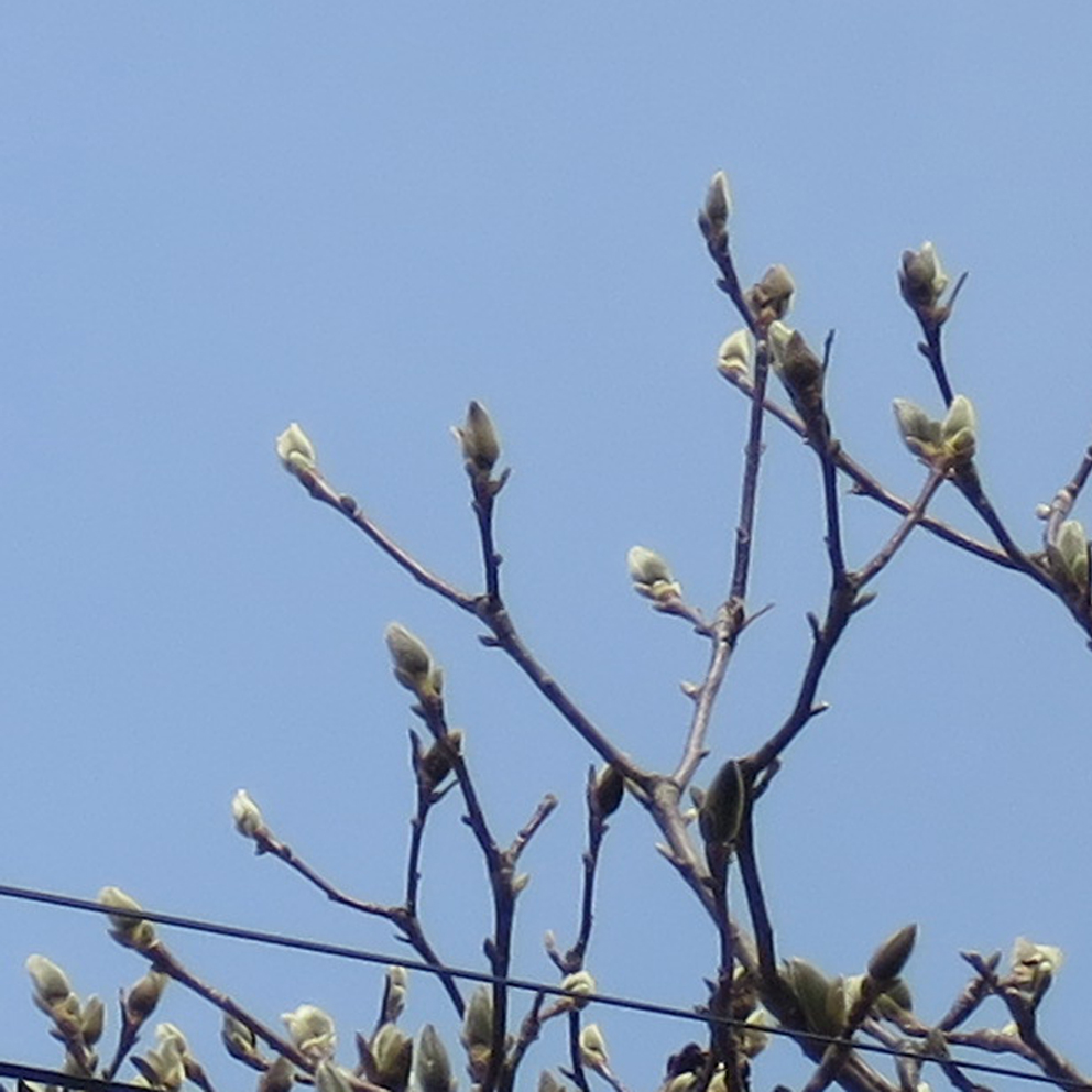 f:id:atarou:20200402062126j:plain f:id:atarou:20200402062126j:plain