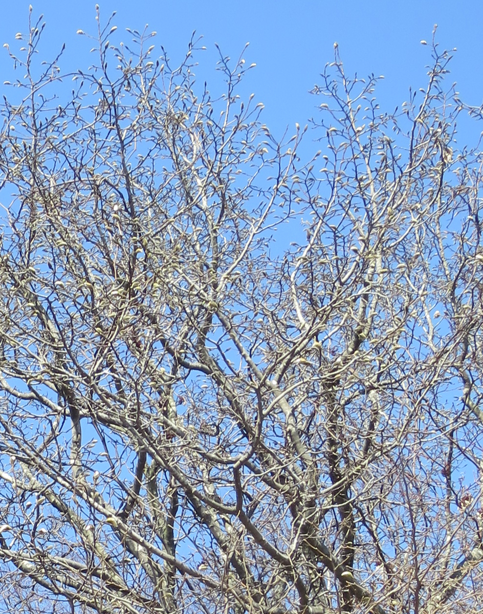 f:id:atarou:20200418062425j:plain f:id:atarou:20200418062425j:plain