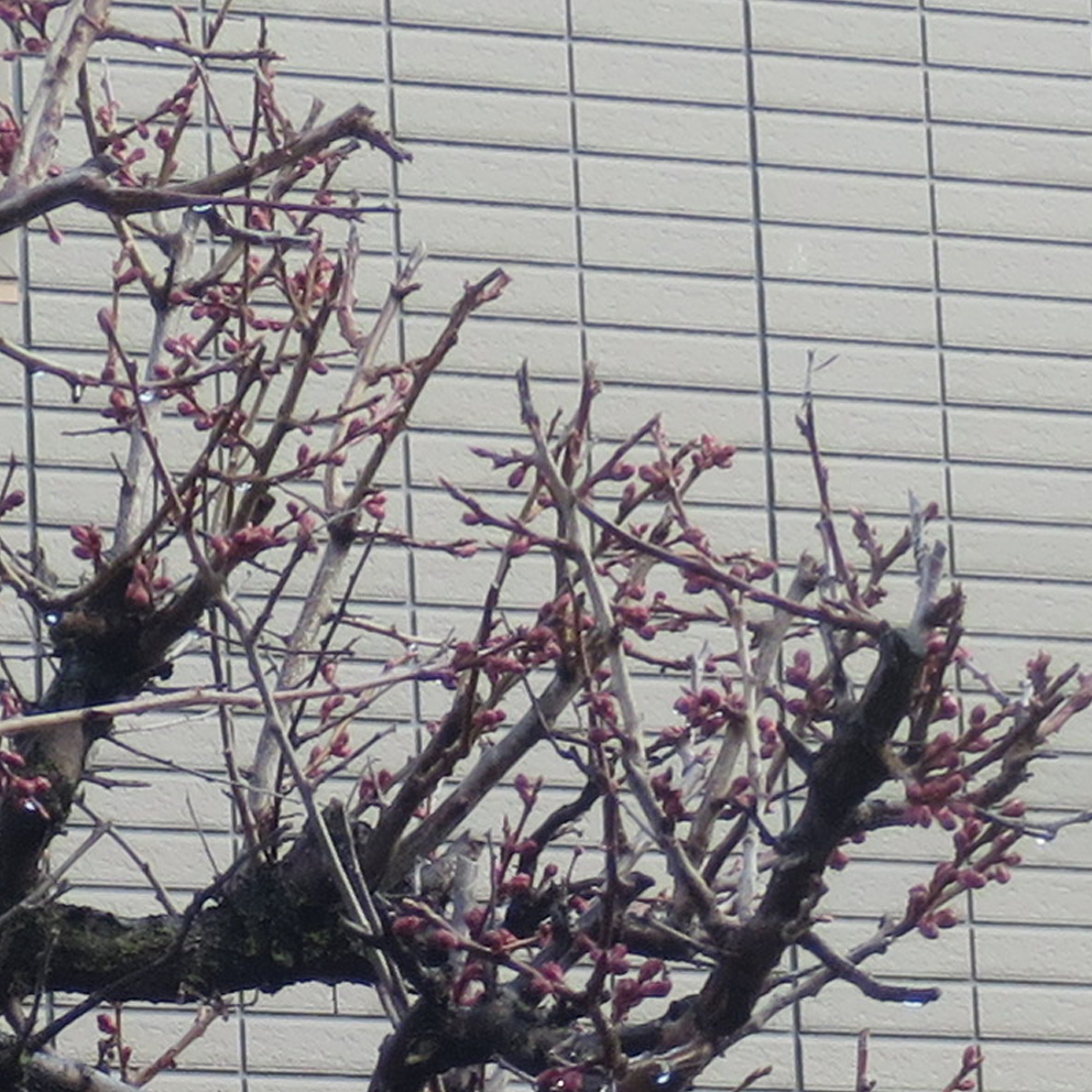 f:id:atarou:20200428065357j:plain