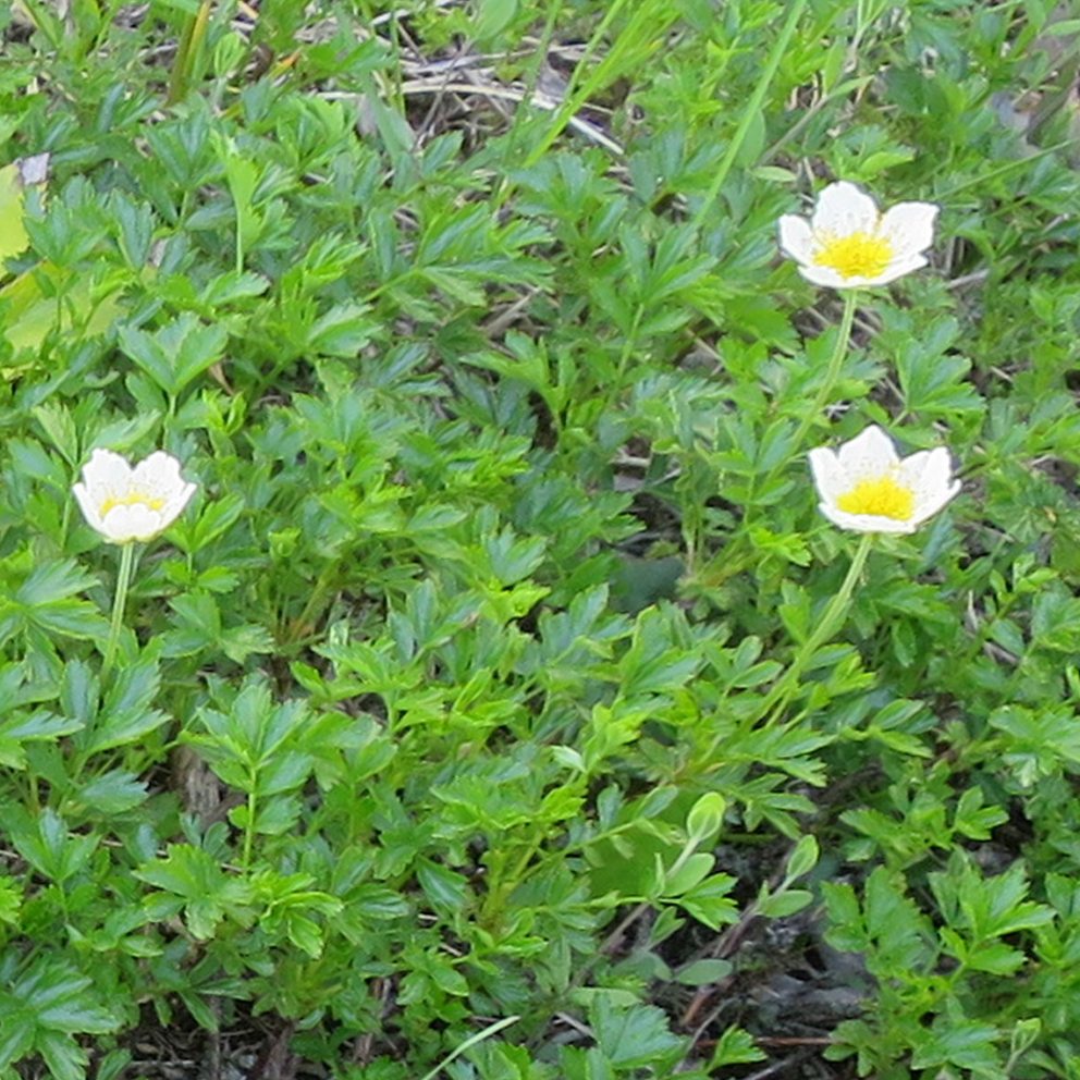 f:id:atarou:20200517064035j:plain f:id:atarou:20200517064035j:plain