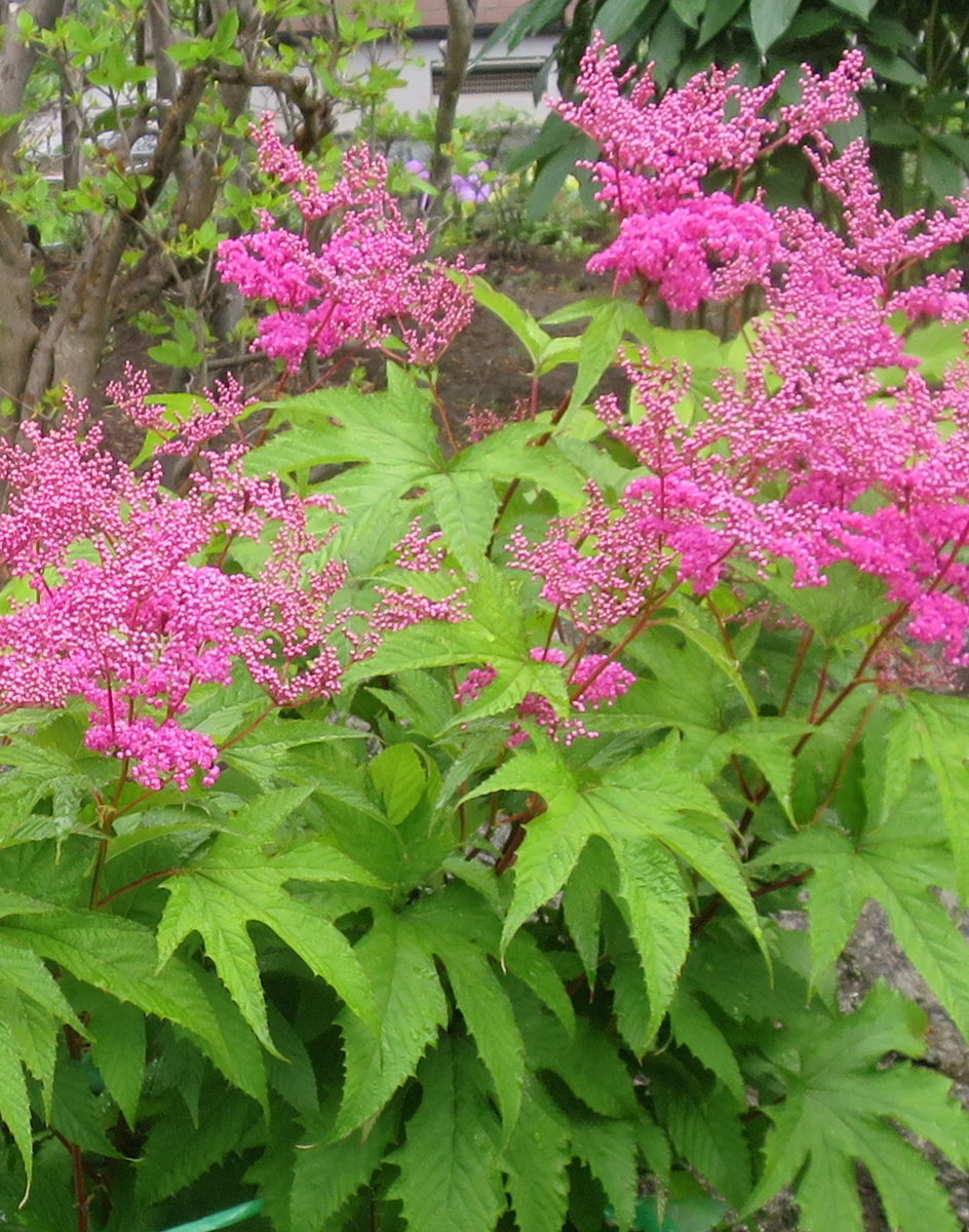 f:id:atarou:20200702064545j:plain