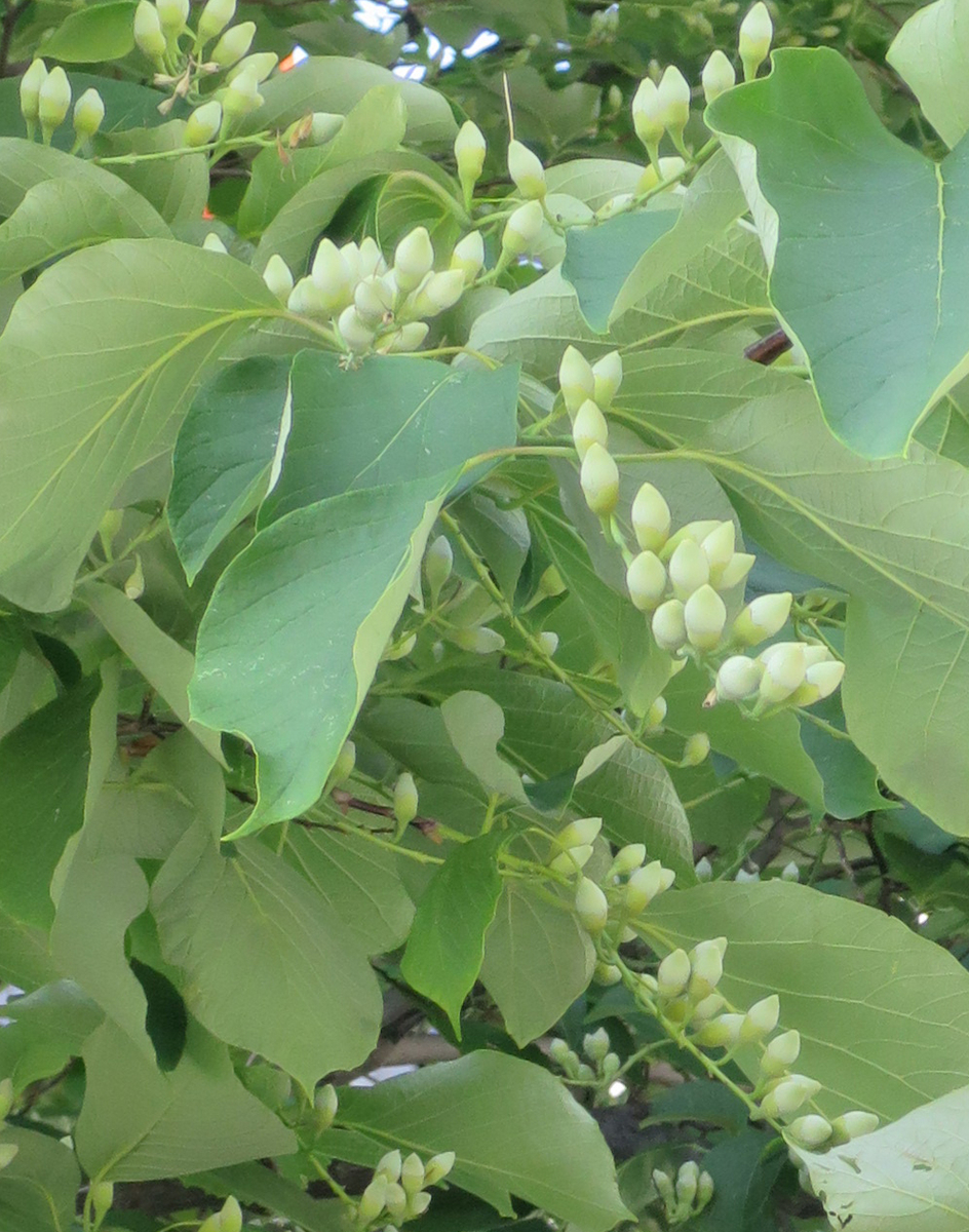 f:id:atarou:20200704065955j:plain f:id:atarou:20200704065955j:plain