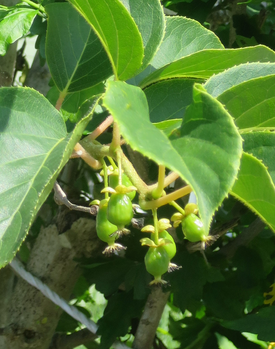 f:id:atarou:20200707063911j:plain f:id:atarou:20200707063911j:plain