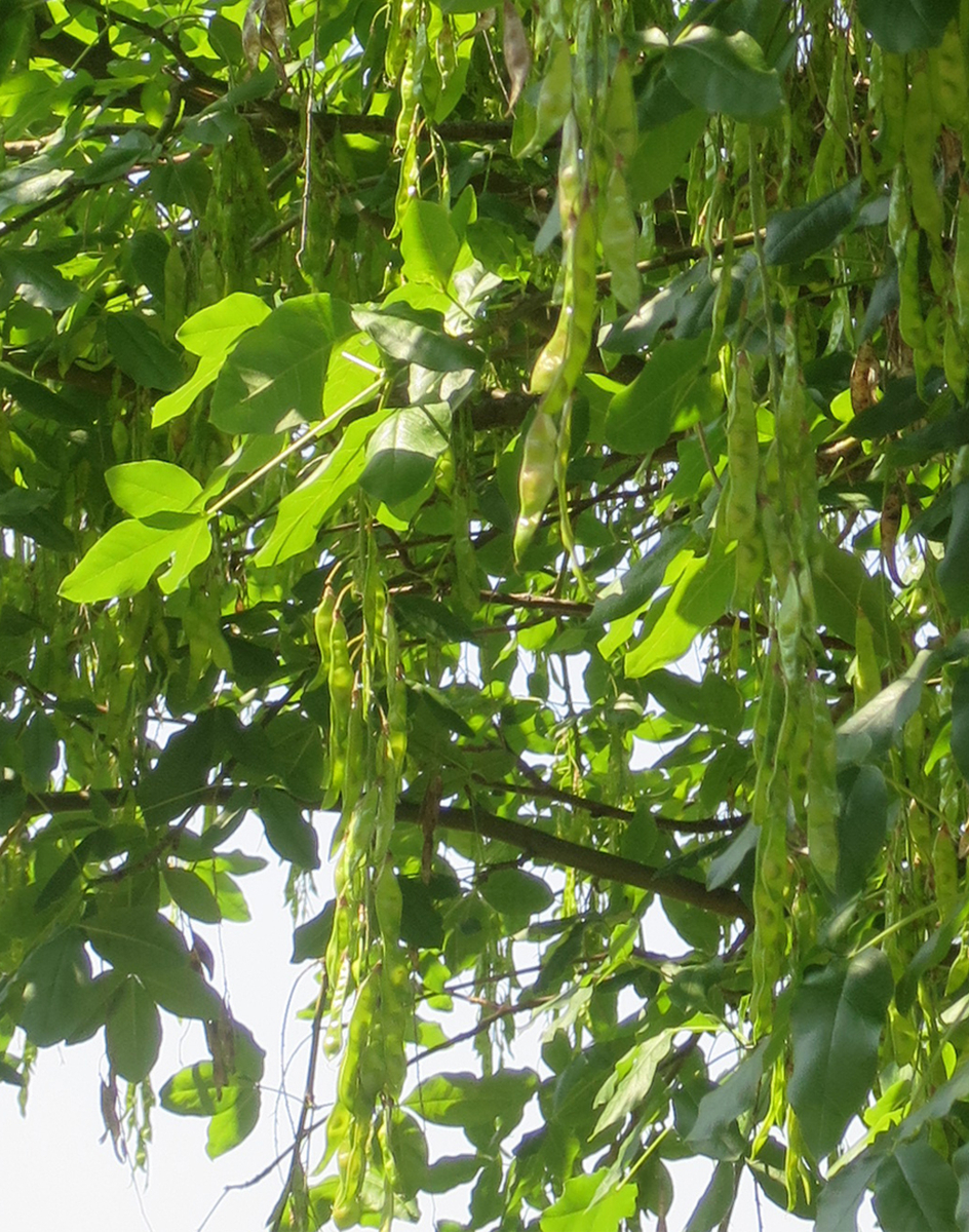 f:id:atarou:20200707064626j:plain f:id:atarou:20200707064626j:plain