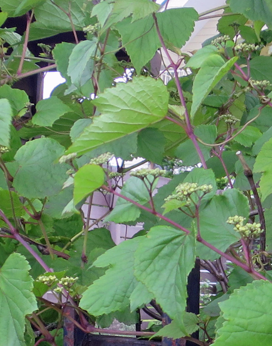 f:id:atarou:20200708063900j:plain f:id:atarou:20200708063900j:plain