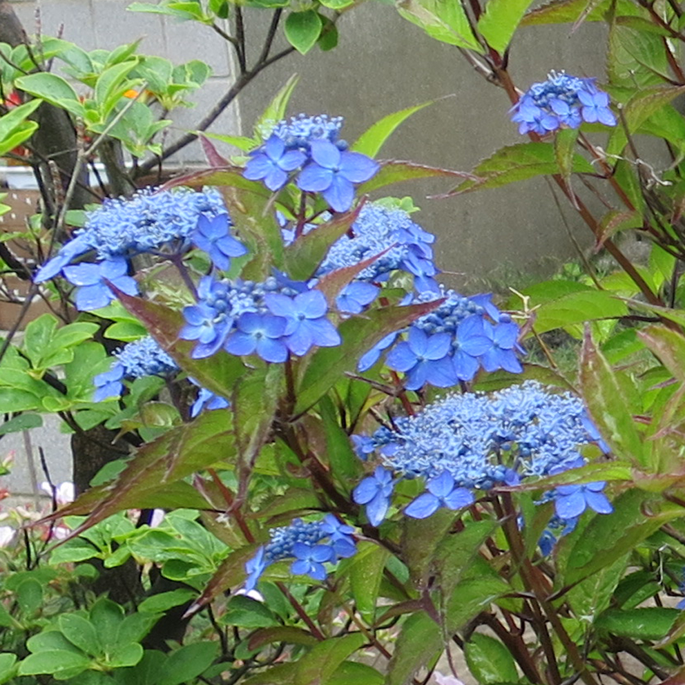 f:id:atarou:20200708070129j:plain f:id:atarou:20200708070129j:plain