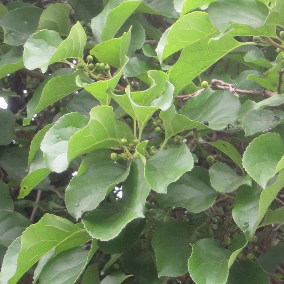 f:id:atarou:20200709070049j:plain