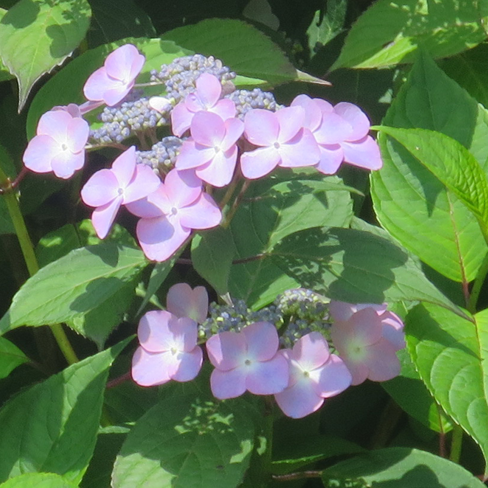f:id:atarou:20200713065709j:plain