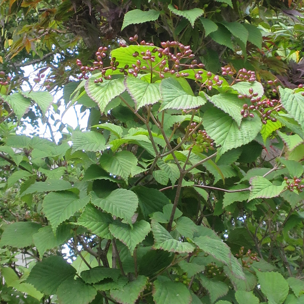 f:id:atarou:20200717070727j:plain f:id:atarou:20200717070727j:plain