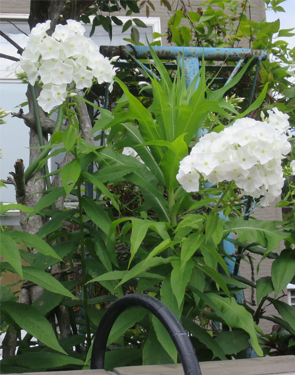 07 夏の白い花 Atarouのブログ