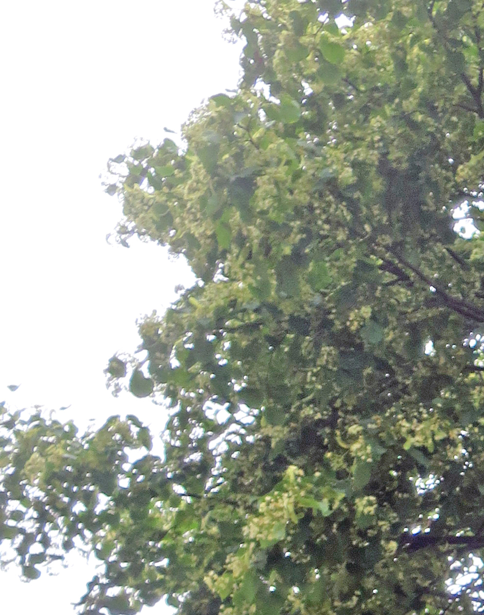 f:id:atarou:20200724063108j:plain f:id:atarou:20200724063108j:plain