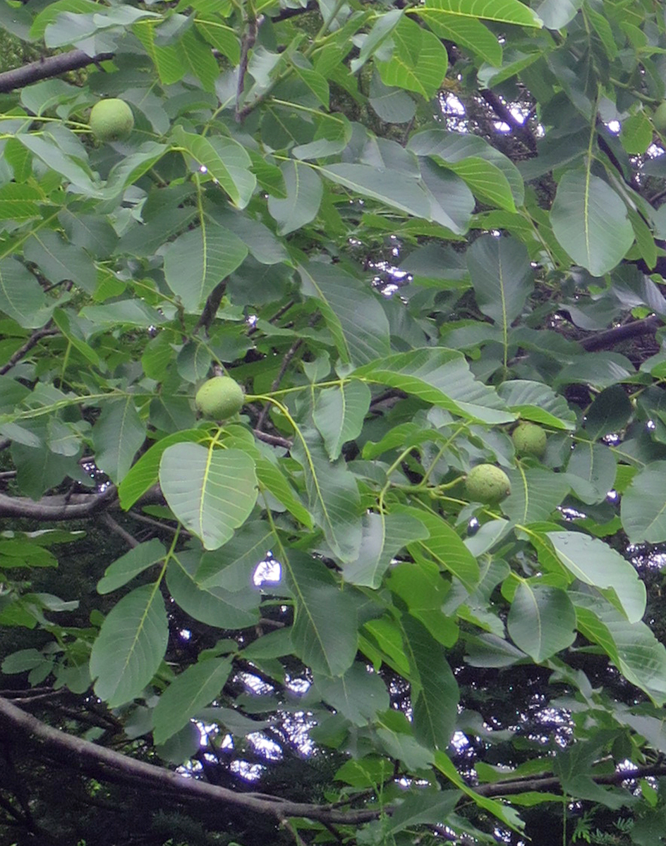 f:id:atarou:20200724064533j:plain f:id:atarou:20200724064533j:plain