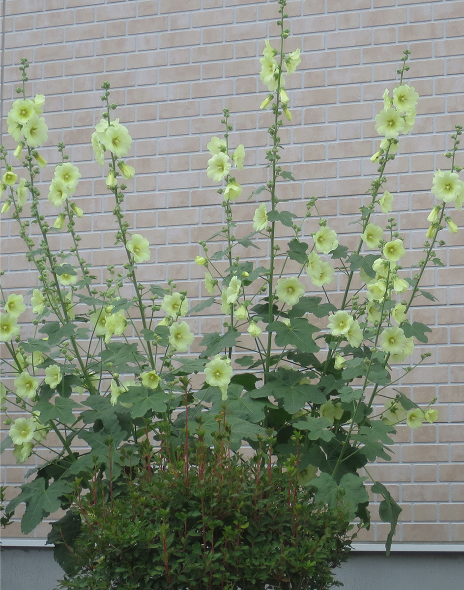 f:id:atarou:20200724065507j:plain f:id:atarou:20200724065507j:plain