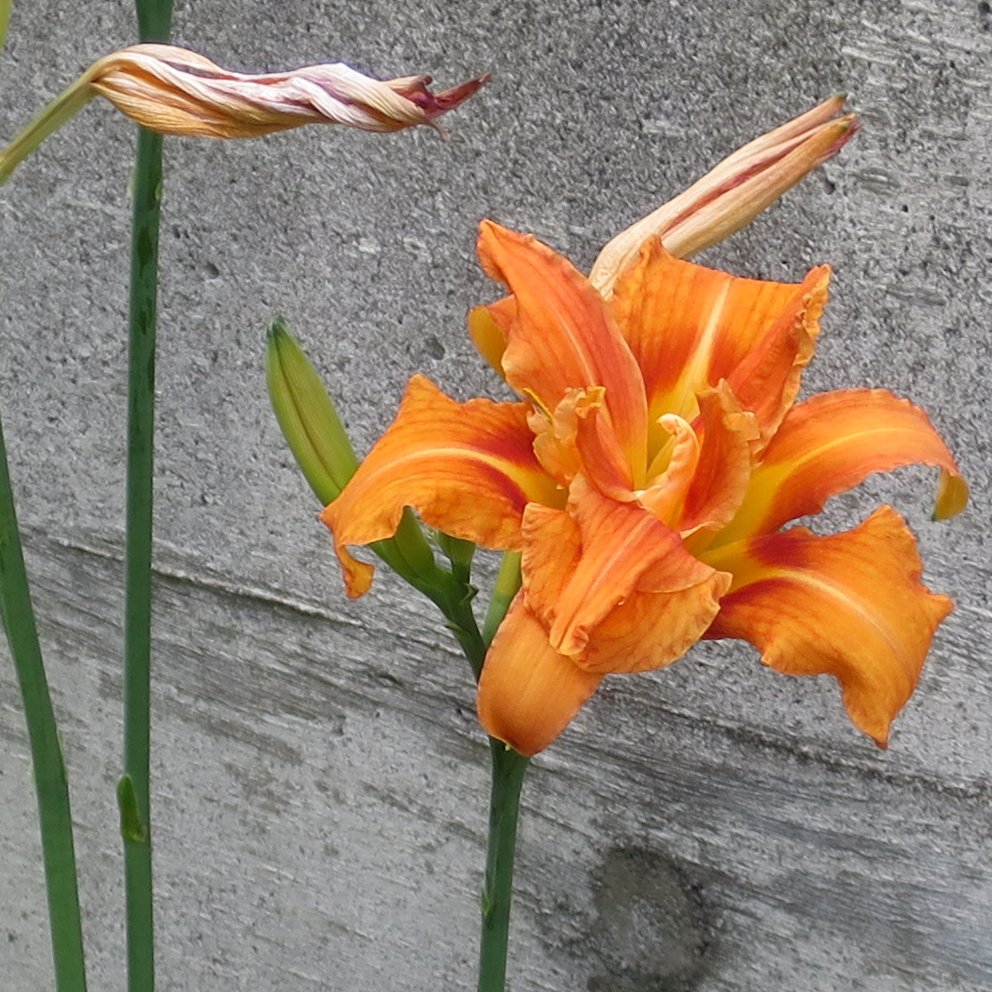 f:id:atarou:20200726064955j:plain f:id:atarou:20200726064955j:plain