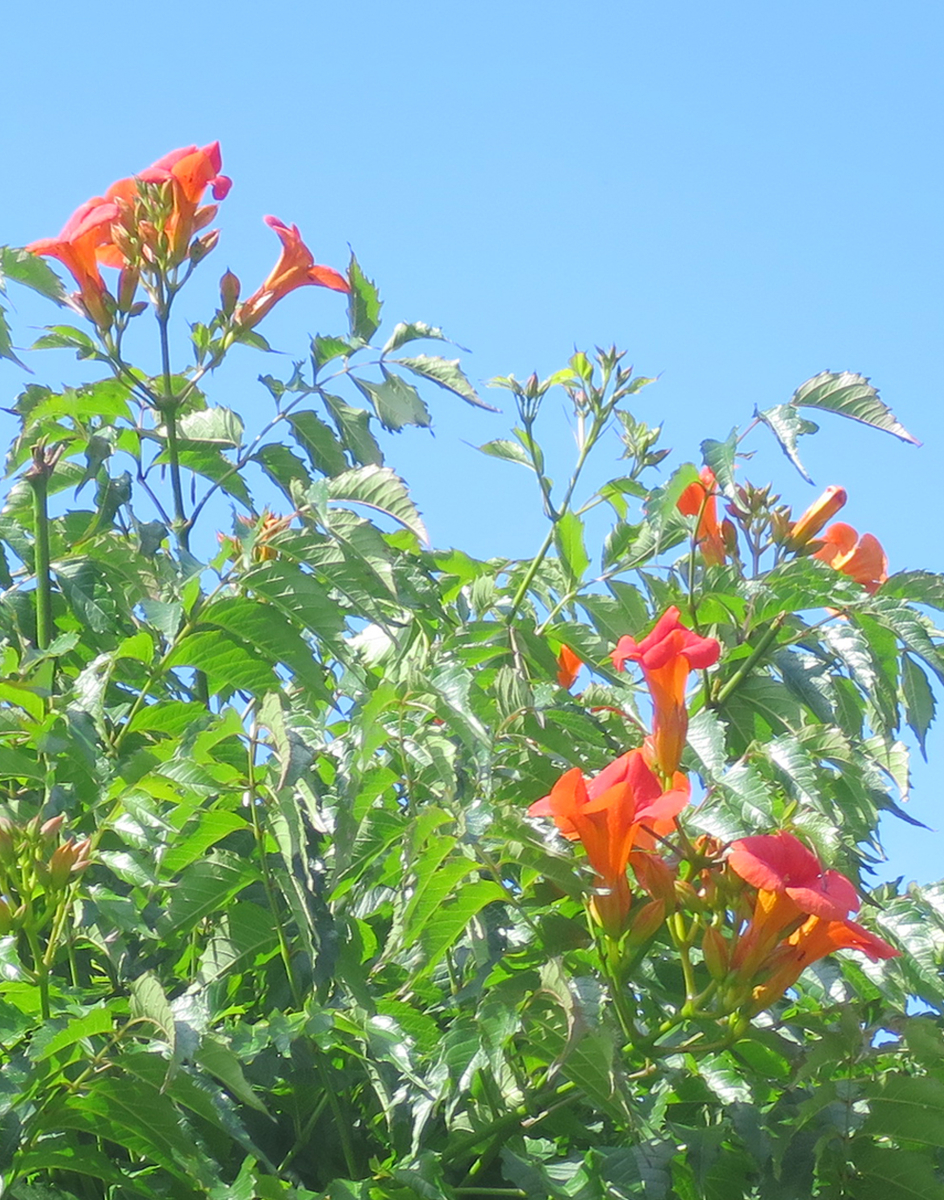 f:id:atarou:20200726065252j:plain f:id:atarou:20200726065252j:plain