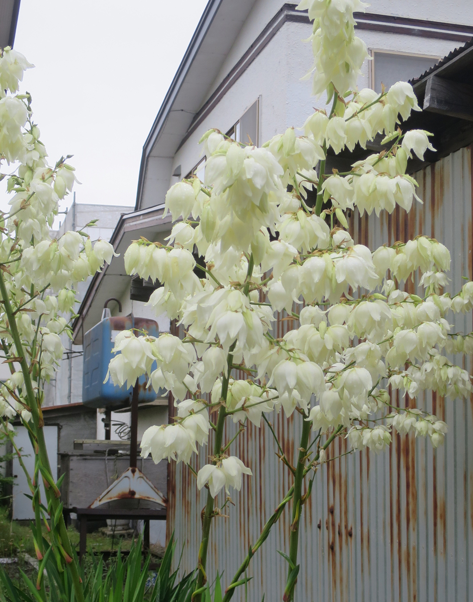 f:id:atarou:20200728065122j:plain