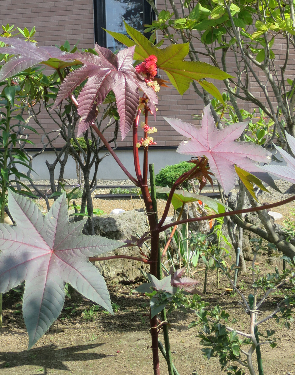 f:id:atarou:20200910062839j:plain