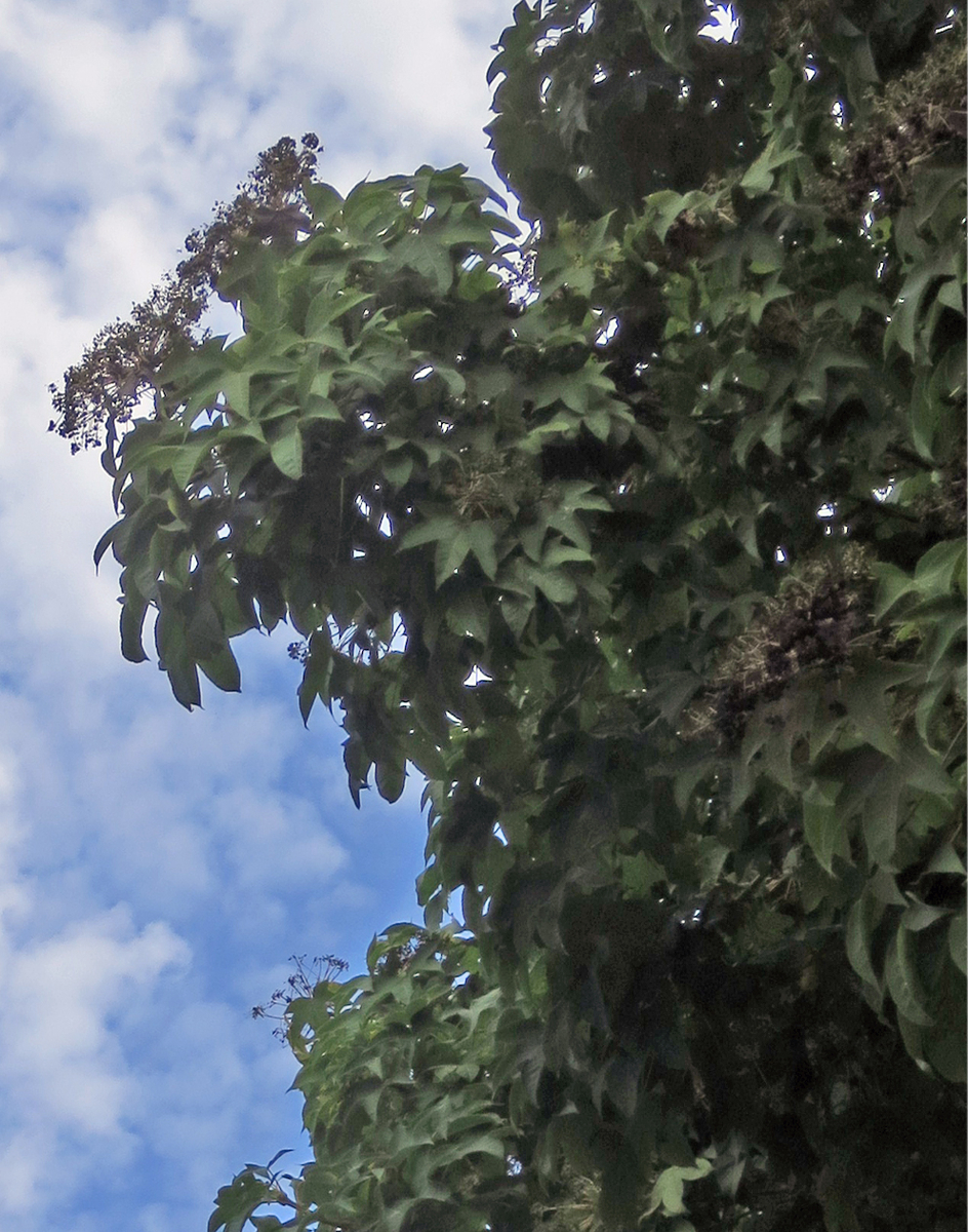 f:id:atarou:20200910063448j:plain