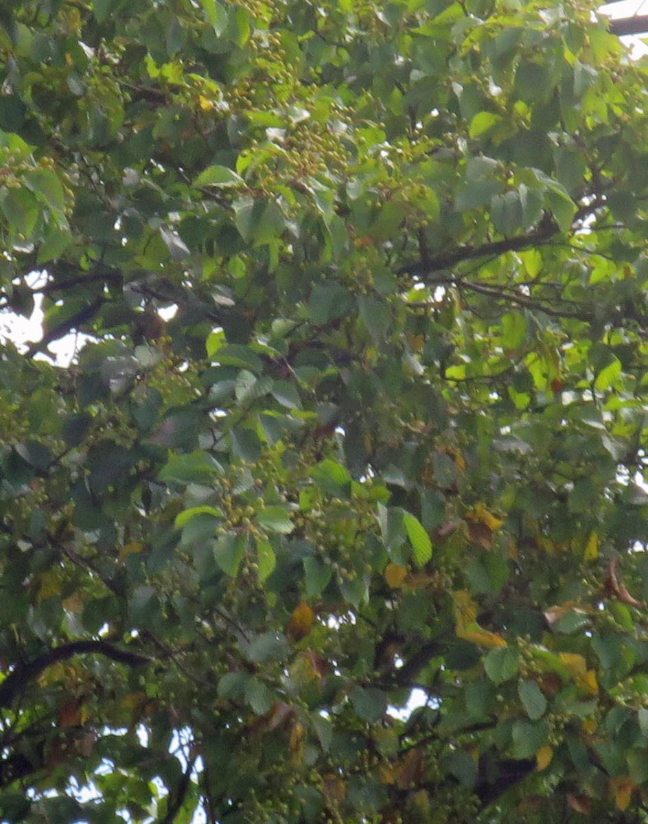 f:id:atarou:20200910064107j:plain