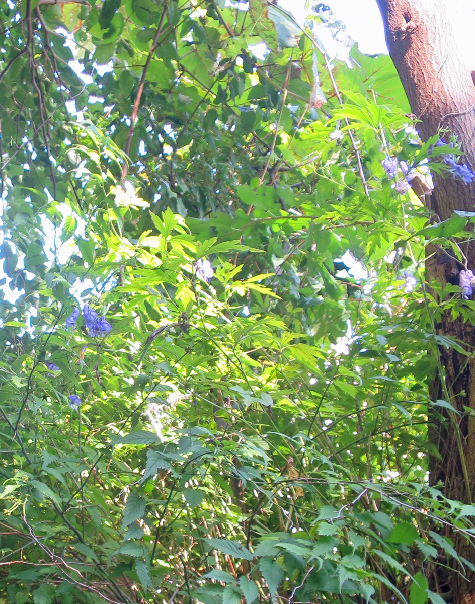 f:id:atarou:20200923064906j:plain