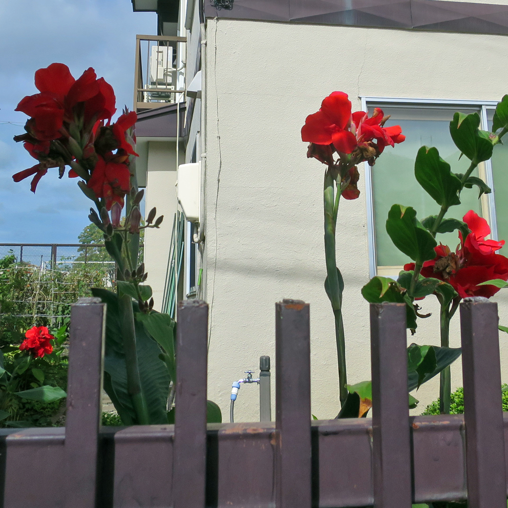 f:id:atarou:20200928064313j:plain