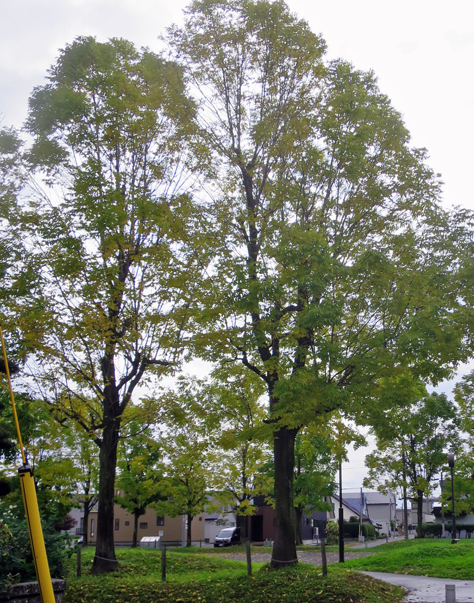 f:id:atarou:20201004064353j:plain f:id:atarou:20201004064353j:plain
