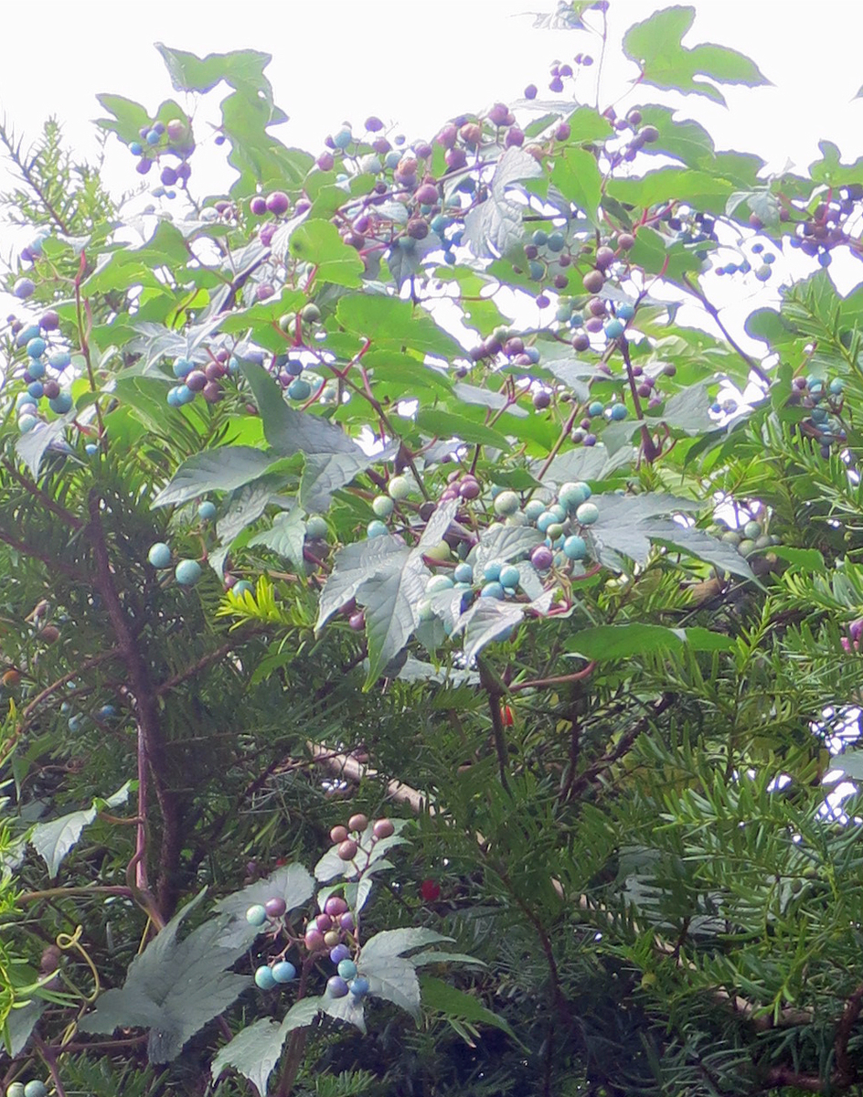f:id:atarou:20201004064436j:plain f:id:atarou:20201004064436j:plain