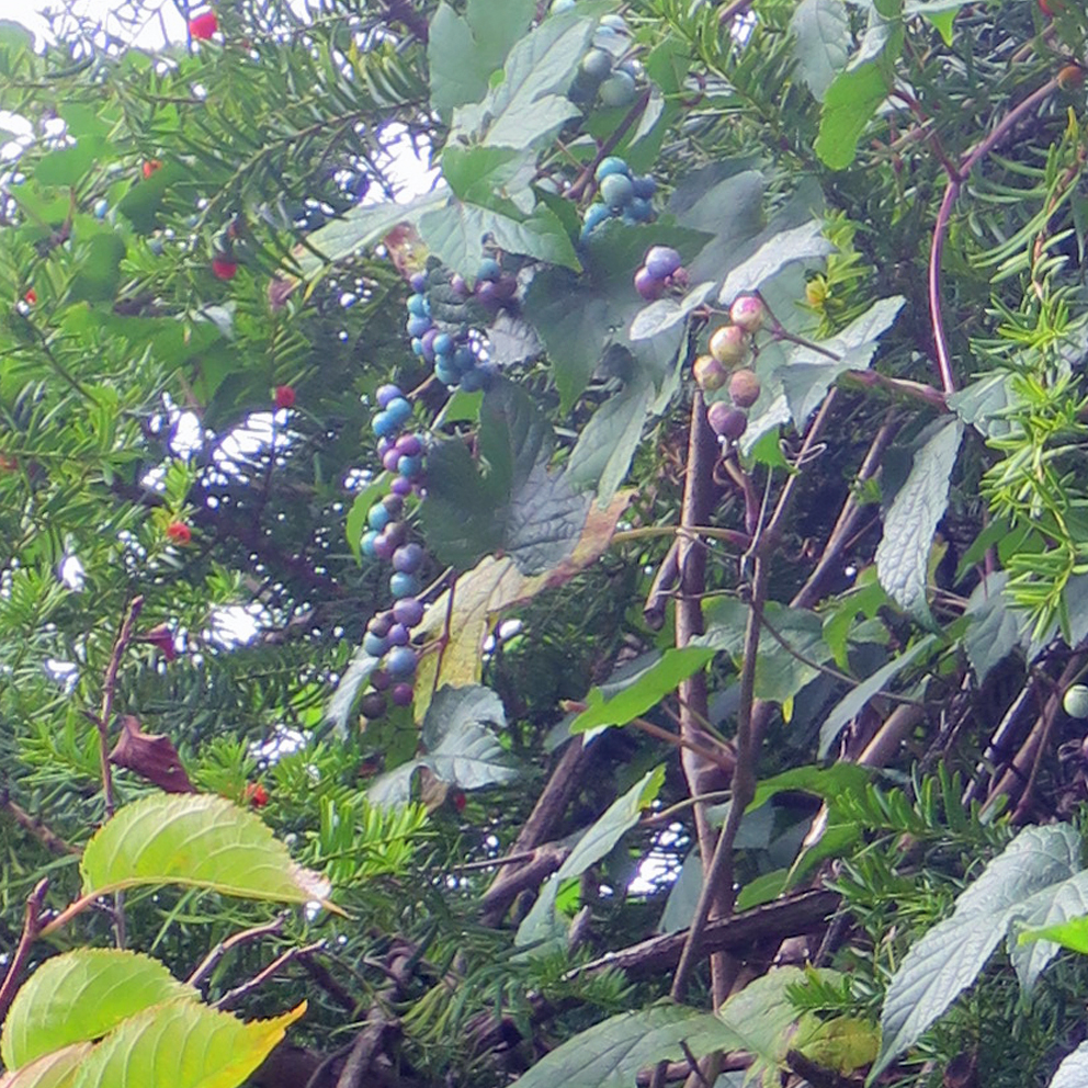 f:id:atarou:20201004064530j:plain f:id:atarou:20201004064530j:plain