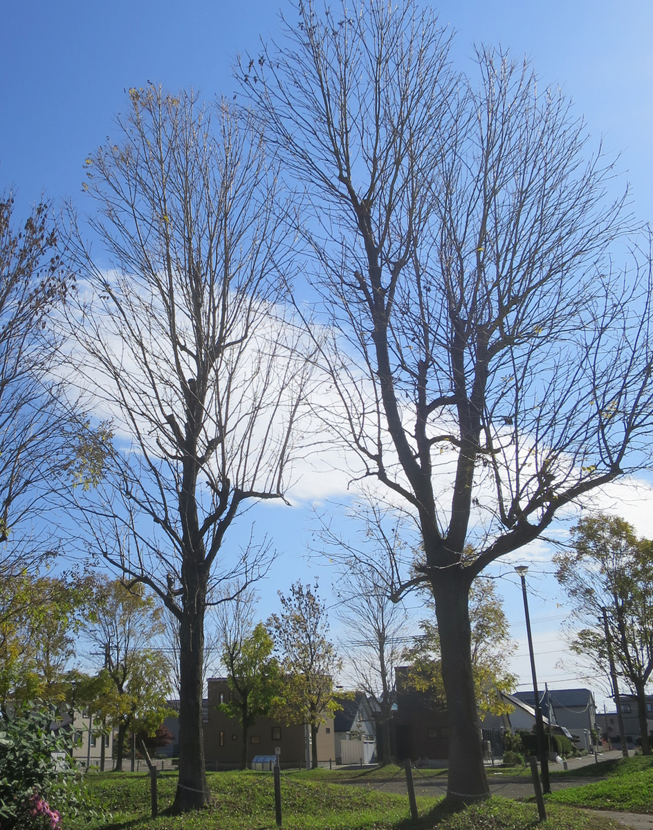 f:id:atarou:20201015064739j:plain