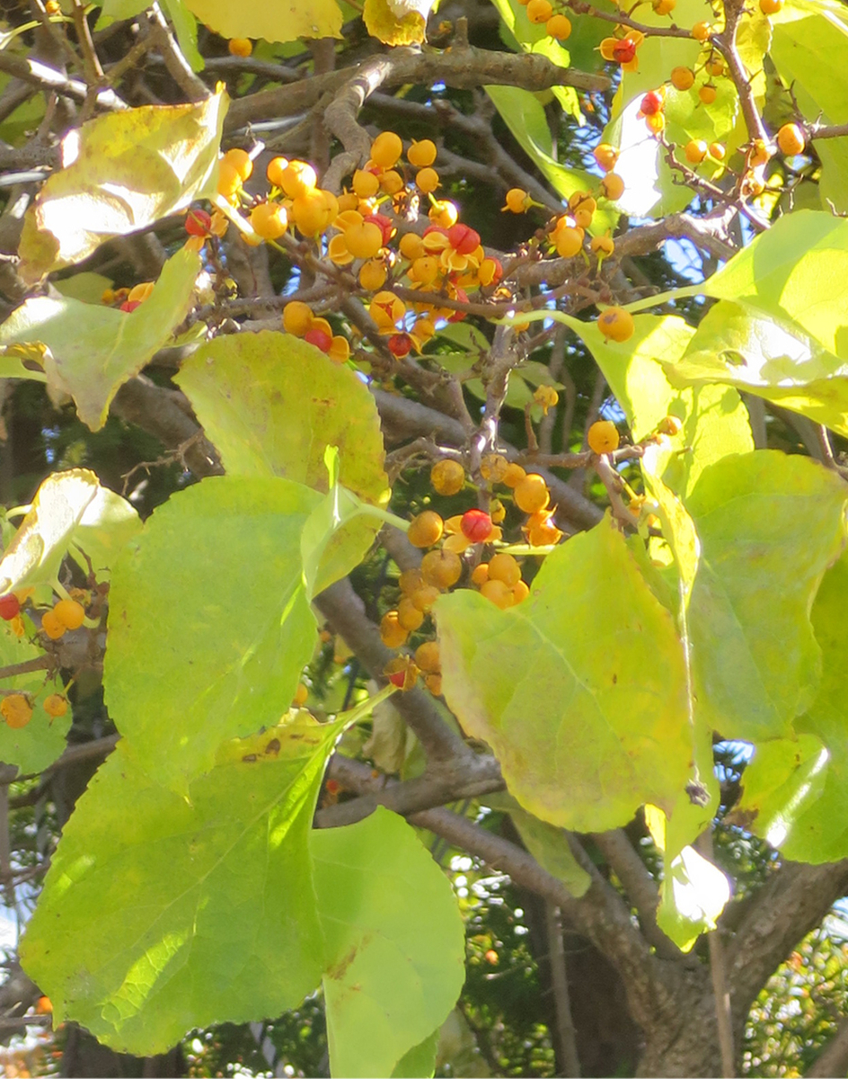 f:id:atarou:20201022065924j:plain