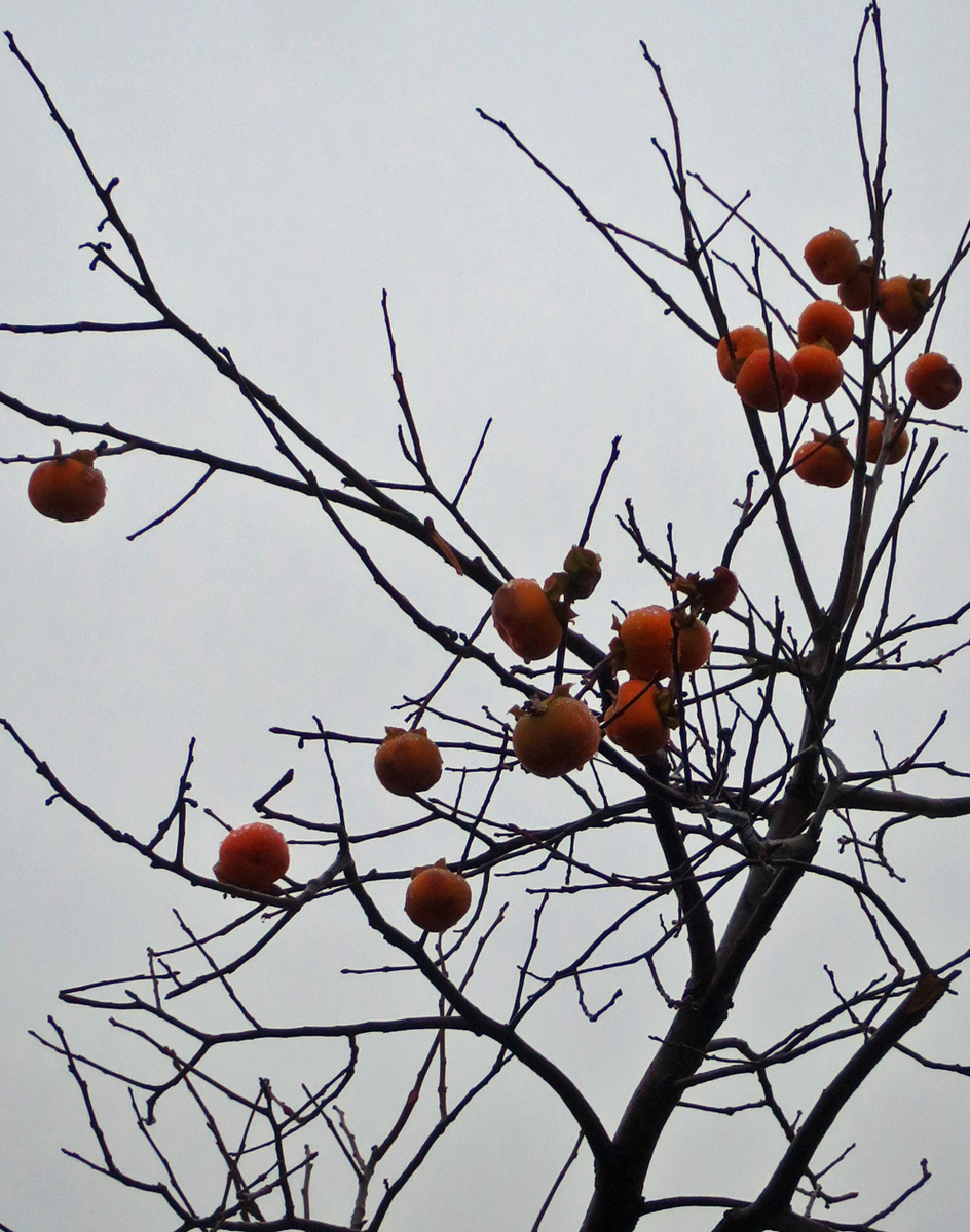 f:id:atarou:20201120063732j:plain