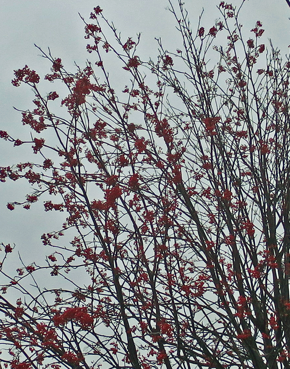 f:id:atarou:20201120064717j:plain