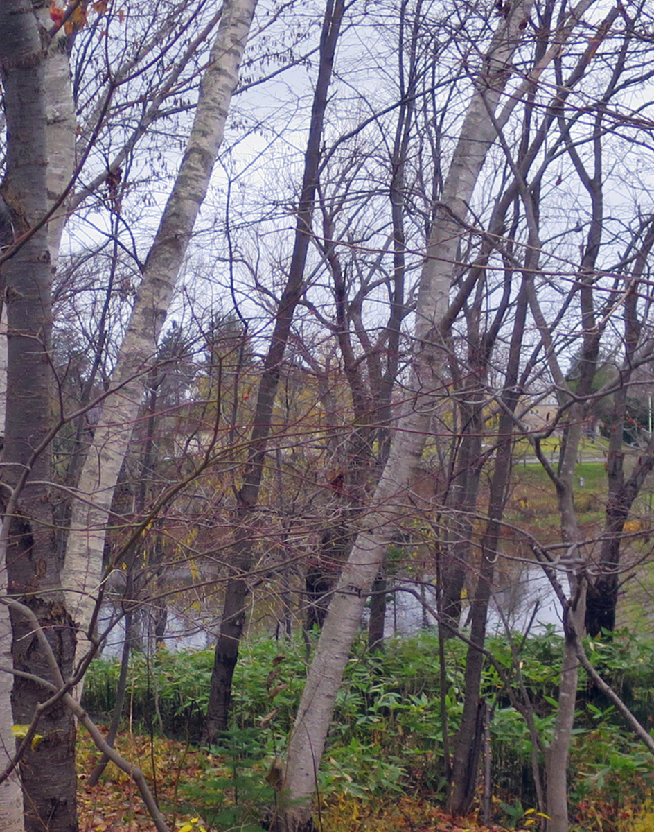 f:id:atarou:20201121065657j:plain
